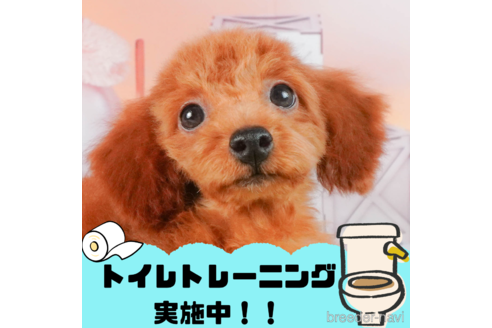 成約済の静岡県のトイプードル-322357の1枚目